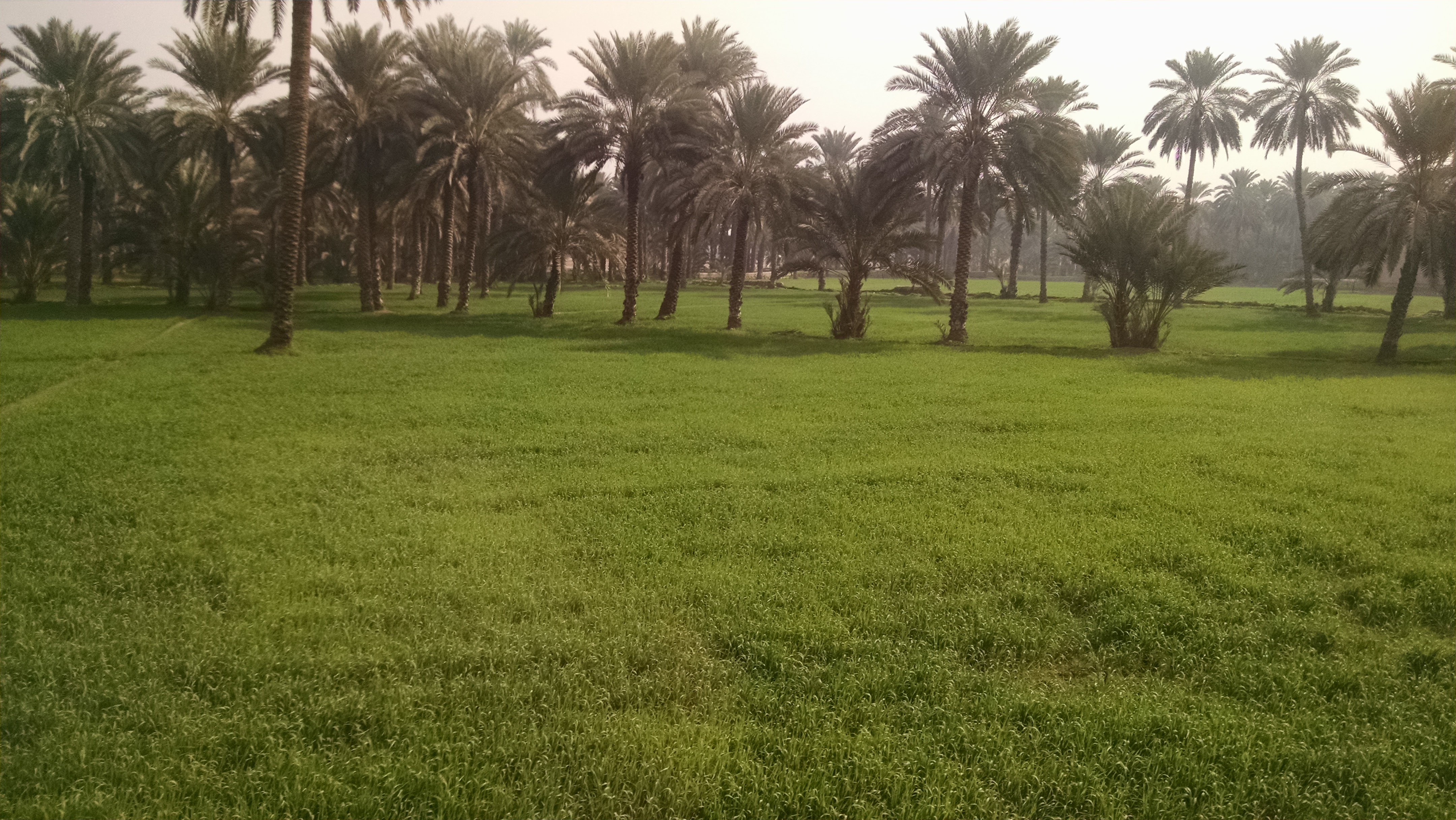 Sukkur, Sindh